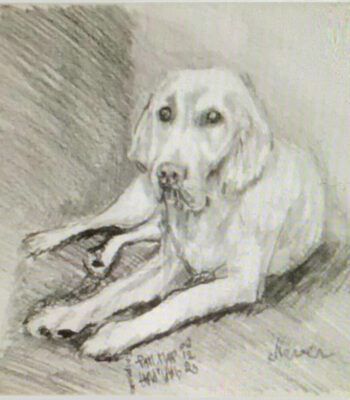 PAMMAP-artiste-peinture-dessin-chiens-naver
