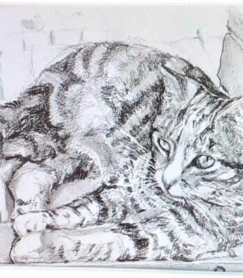 PAMMAP-artiste-peinture-dessin-objet-chat-oscar